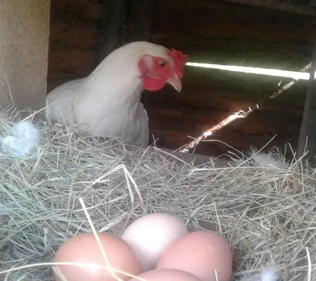 Ferme Pédagogique près de Mison